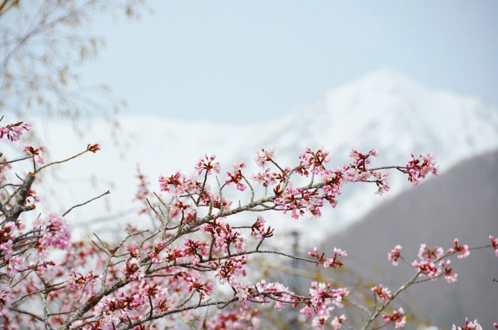 [Himala ng Niyebe at Cherry Blossoms] Isang natatanging karanasan sa taas na 1,900m: Maranasan ang “Snow Walls” at “Spring Snow