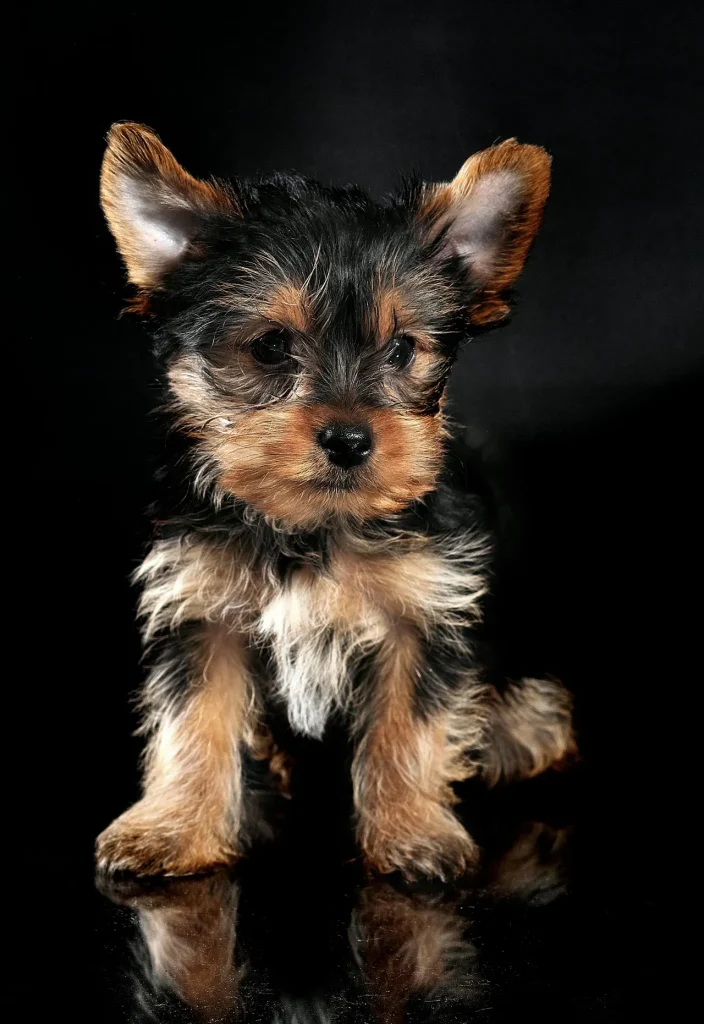 8 Budget-Friendly Pet Care Shopping Tips 1 8 Budget-Friendly Pet Care Shopping Tips